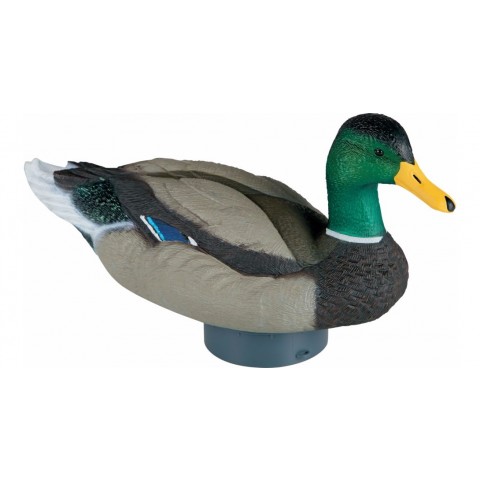 Lucky Quiver Duck HD